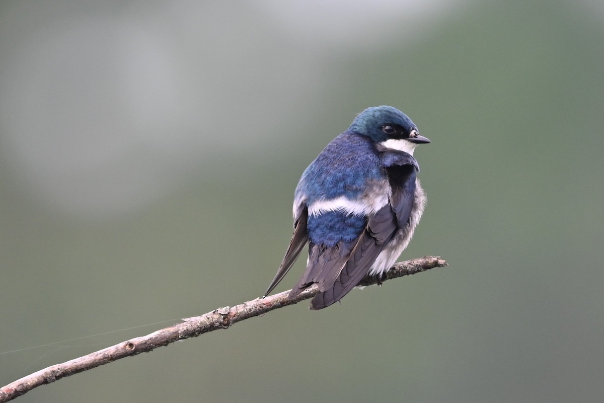 Tree Swallow - ML638591453
