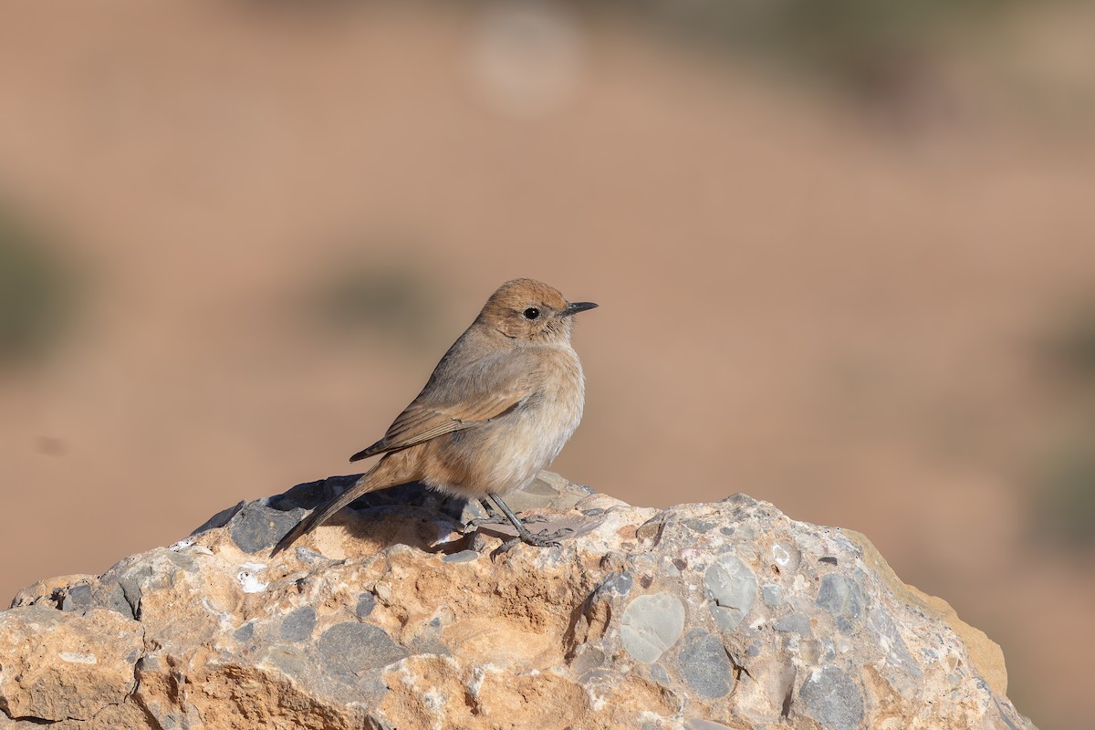 Red-rumped Wheatear - ML638591461