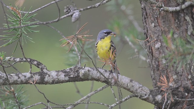 Paruline de Kirtland - ML638591490