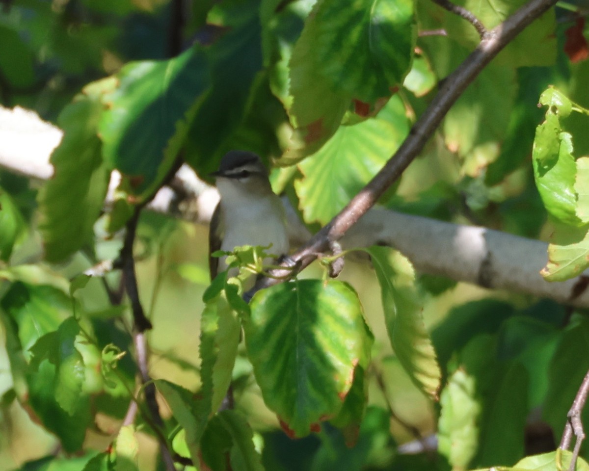 Red-eyed Vireo - ML638591503