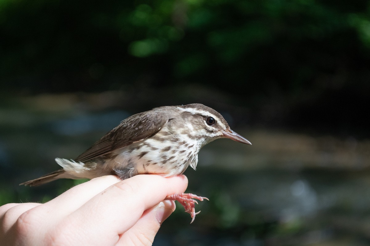 Louisiana Waterthrush - ML638591517