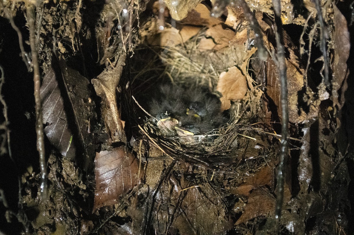 Louisiana Waterthrush - ML638591526