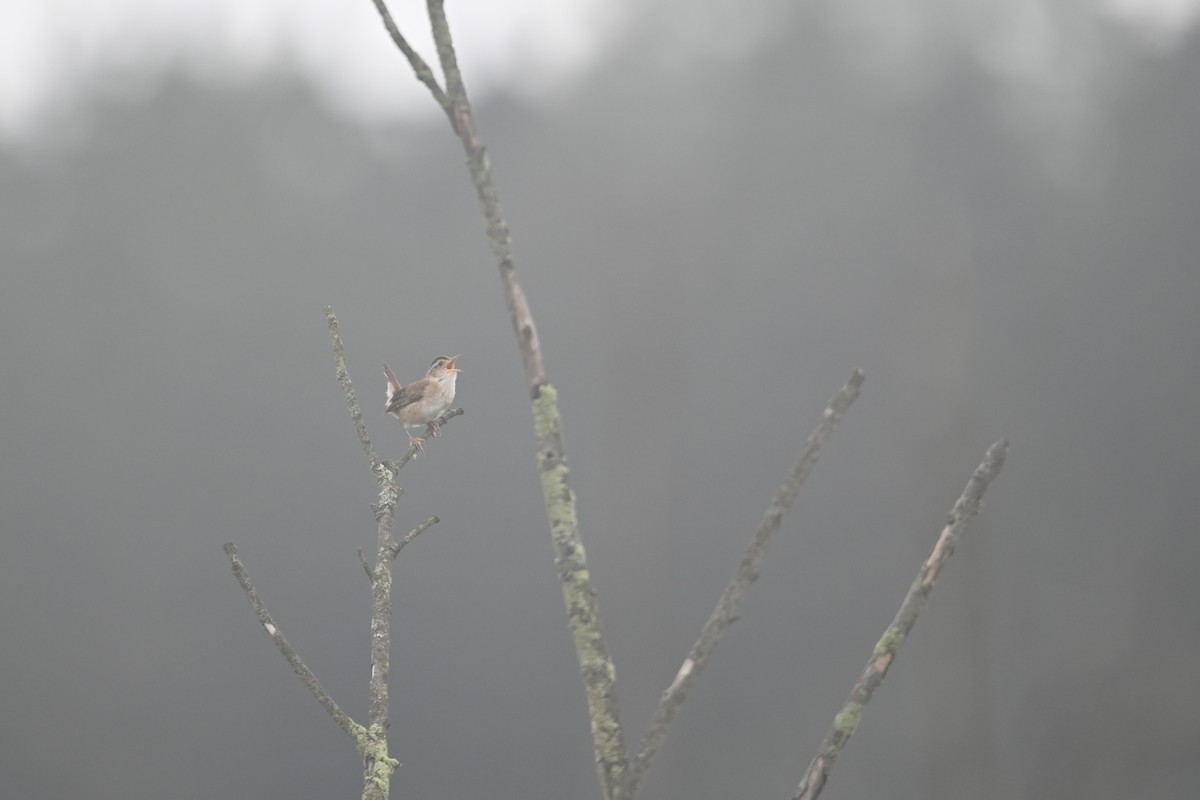 Marsh Wren - ML638591565