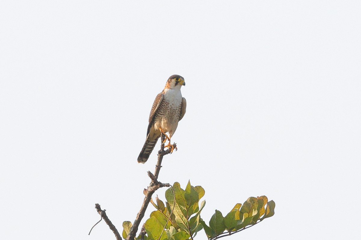 Red-necked Falcon - ML638591576