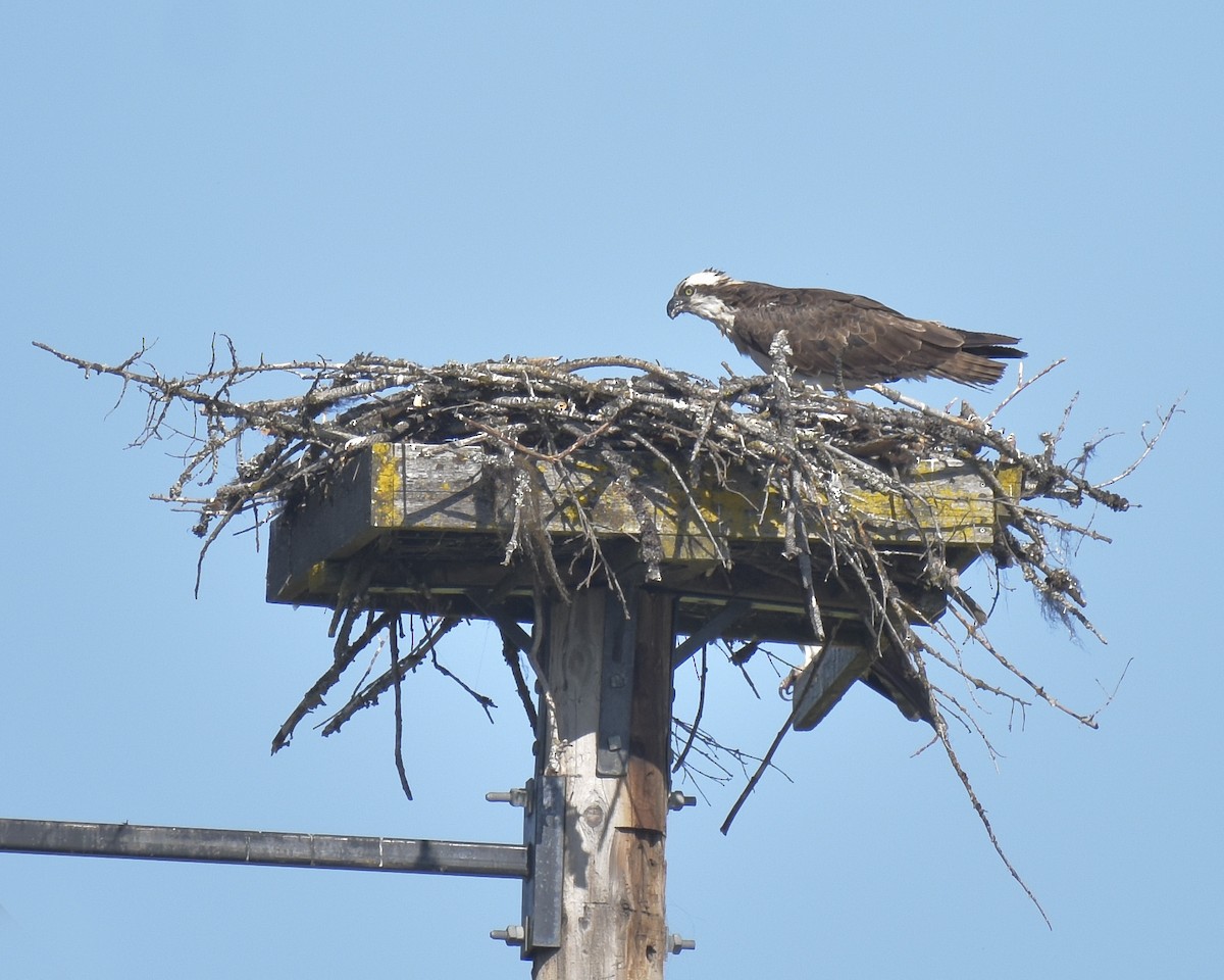 Osprey - ML638591654