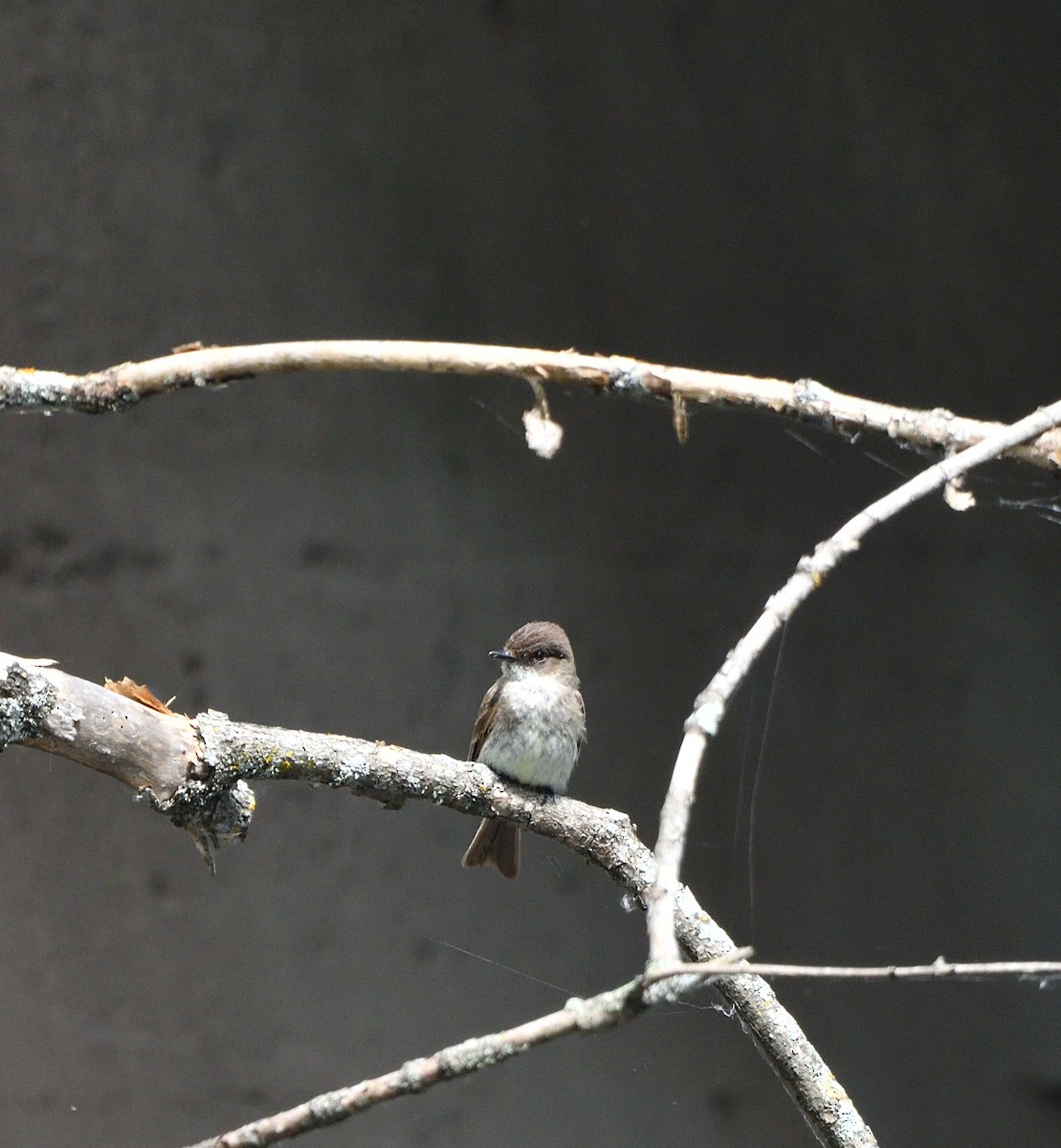 Eastern Phoebe - ML638591690