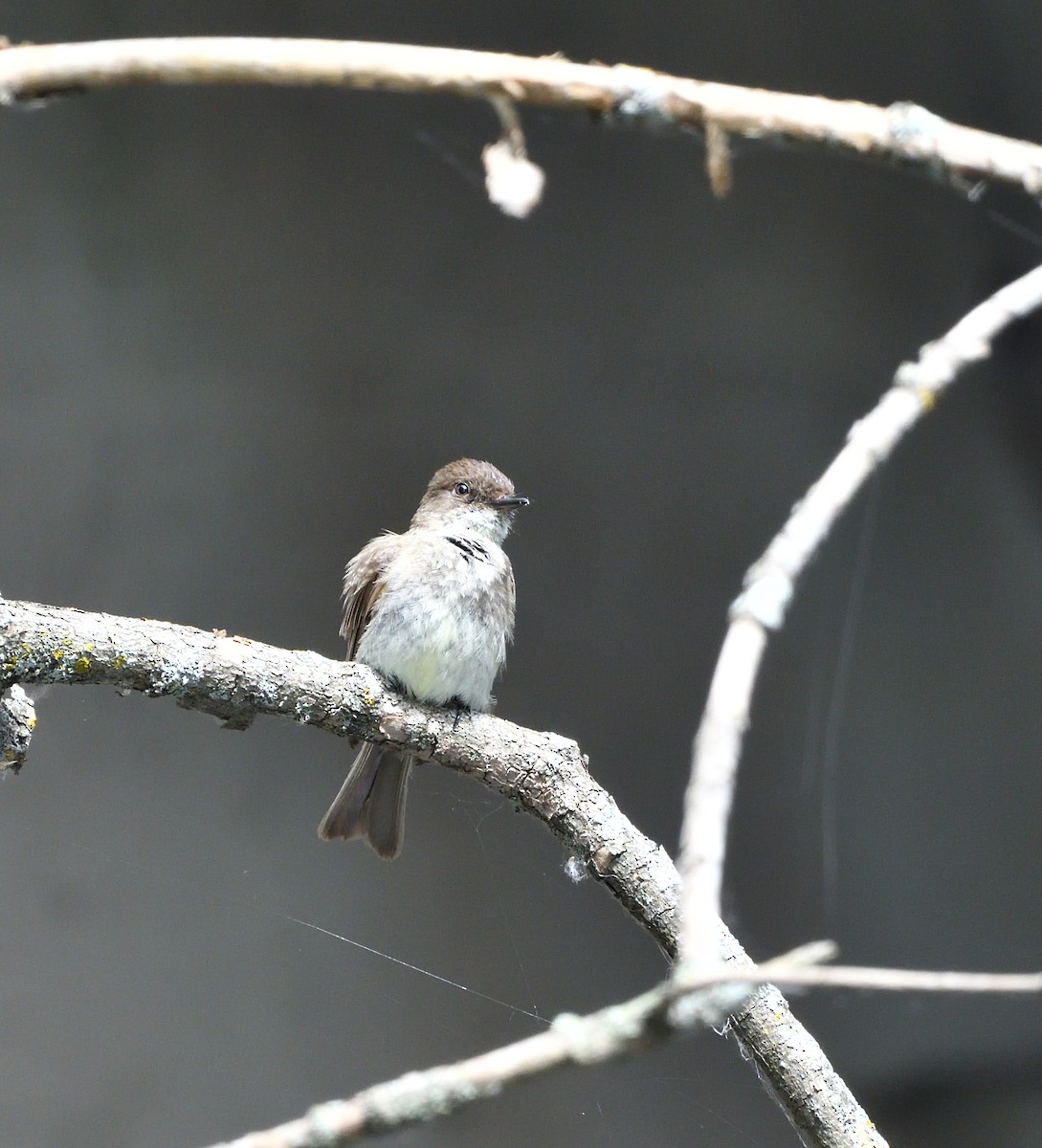 Eastern Phoebe - ML638591691