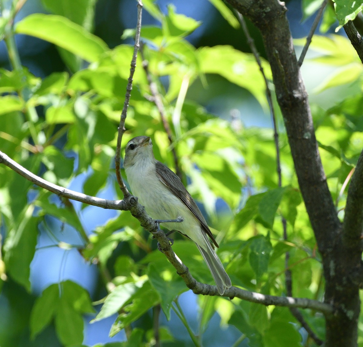 Warbling Vireo - ML638591726