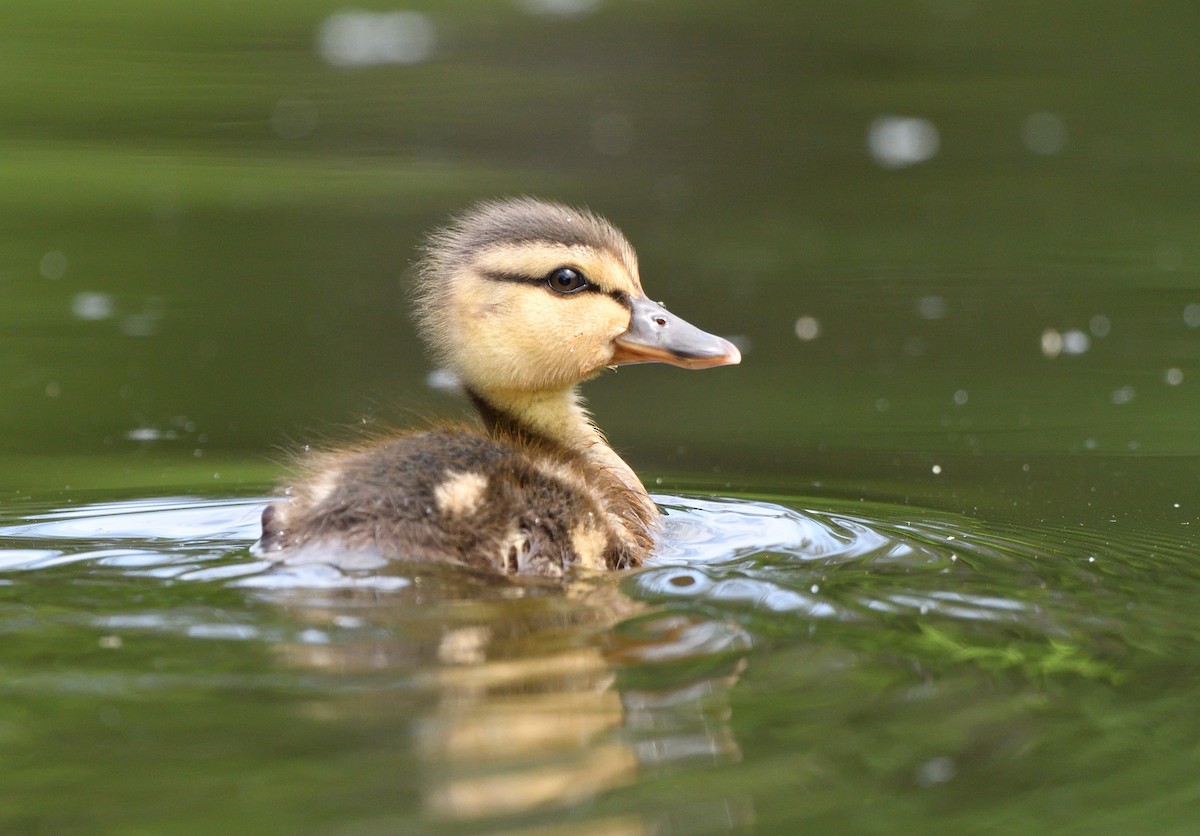 Mallard - ML638591730