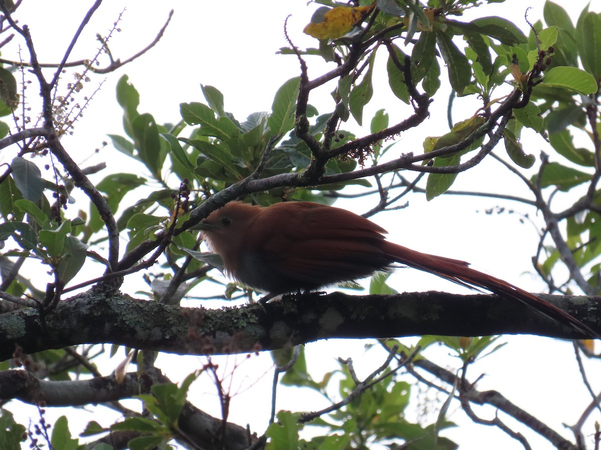 Squirrel Cuckoo - ML638591800