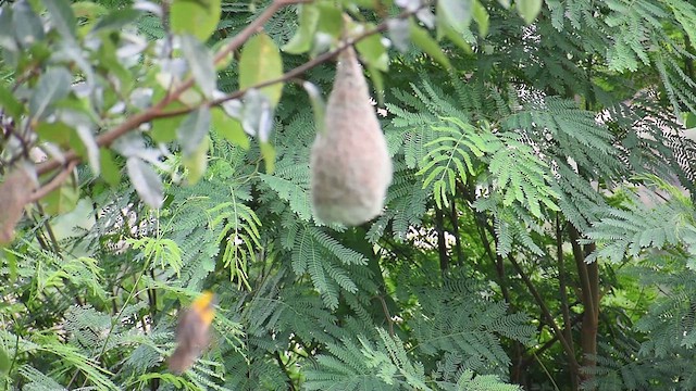 Baya Weaver - ML638591804