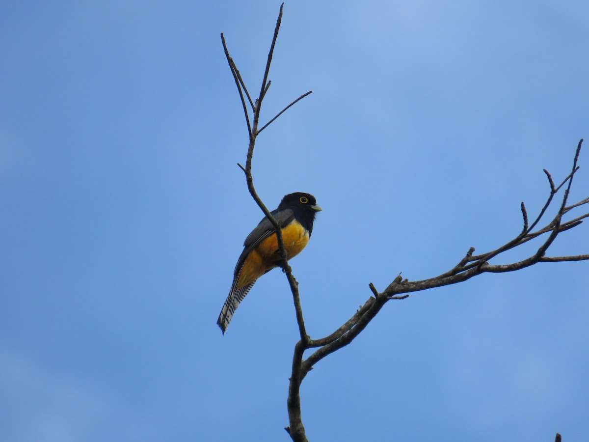 Gartered Trogon - ML638591808