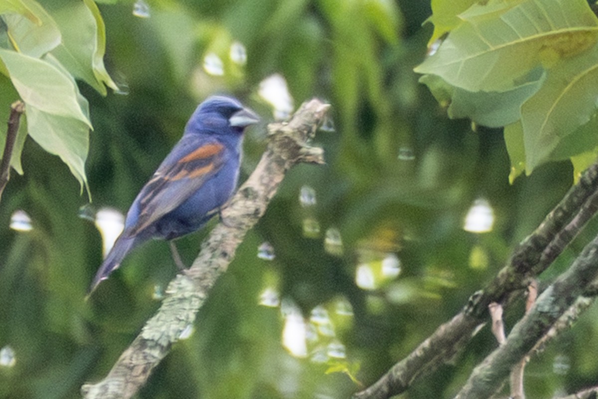 Blue Grosbeak - ML638591816