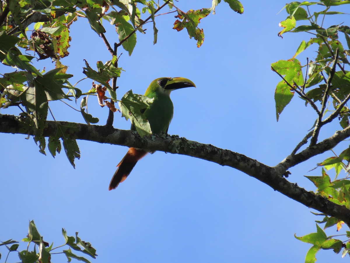 Northern Emerald-Toucanet - ML638591831