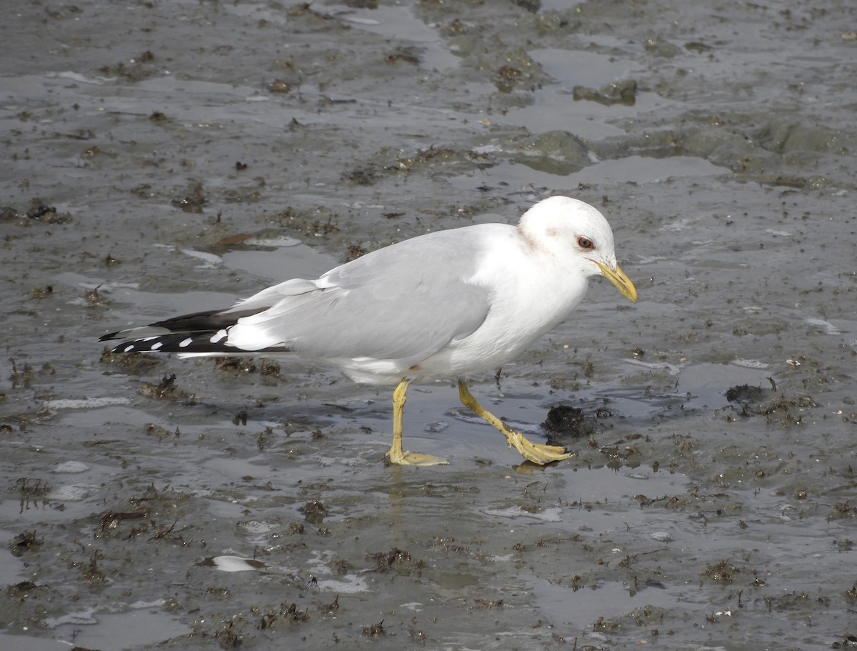Short-billed Gull - ML638591869
