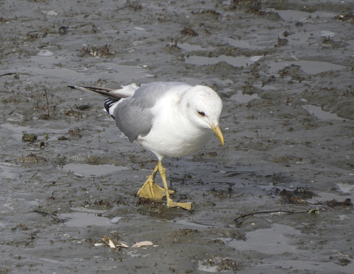 Short-billed Gull - ML638591880