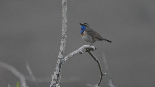 Bluethroat (Red-spotted) - ML638591920