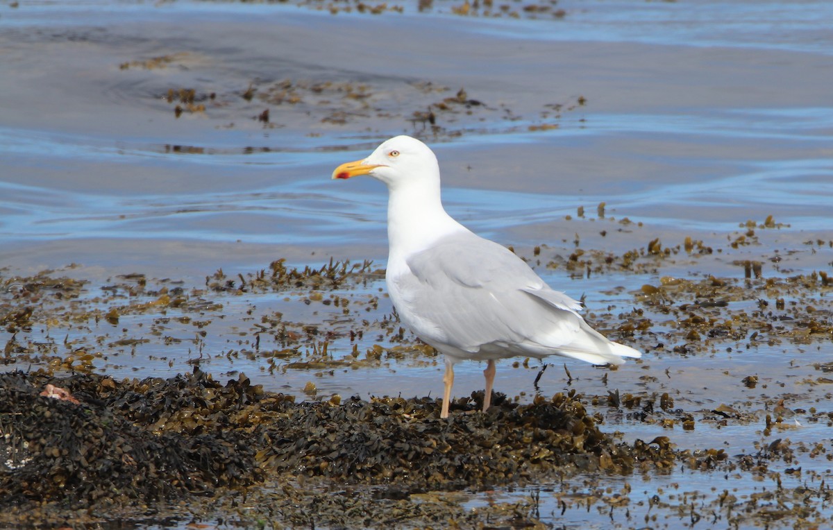 Glaucous Gull - ML638591948