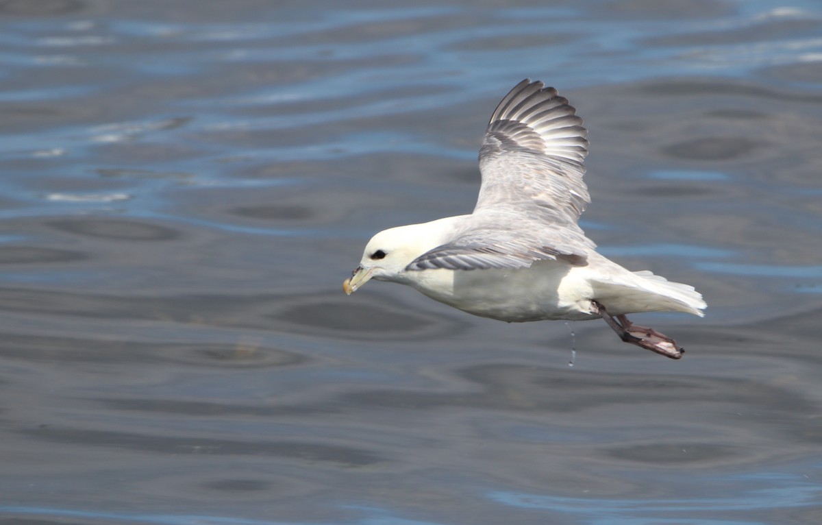 Northern Fulmar - ML638591966