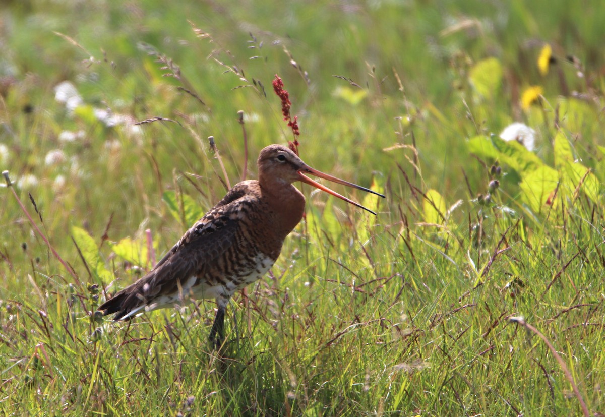 Black-tailed Godwit (Icelandic) - ML638591971