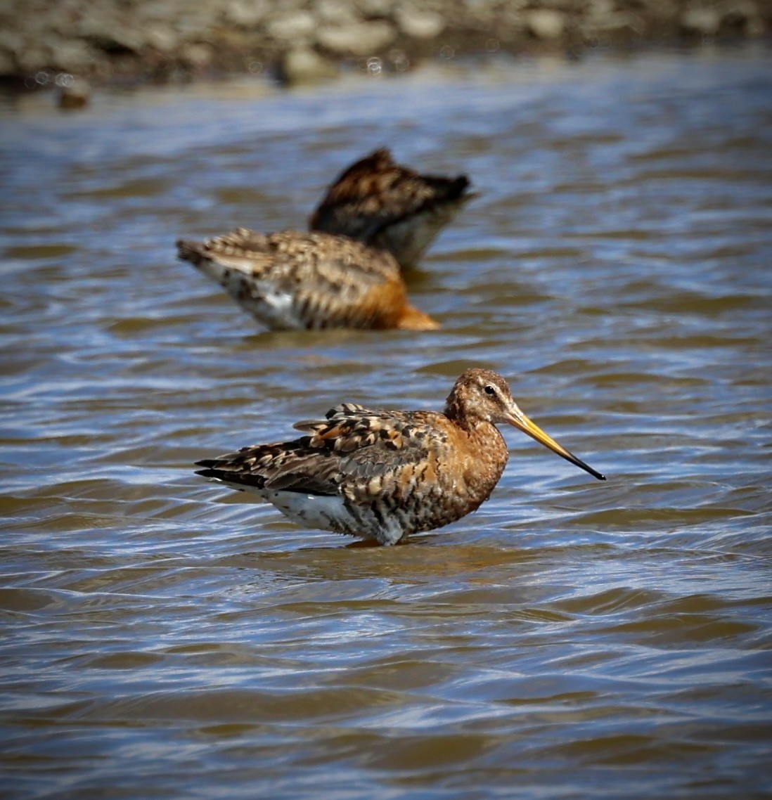 Uferschnepfe - ML638591972