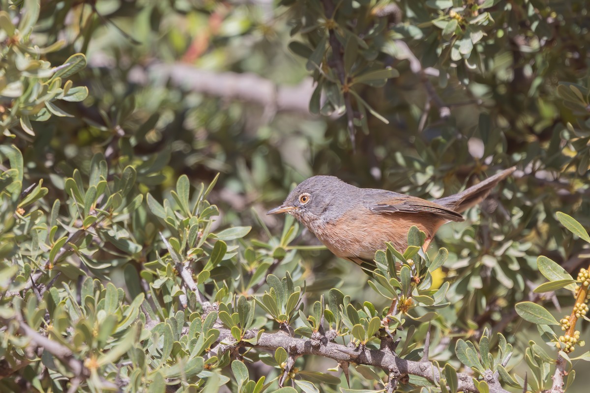Basamortuko txinboa - ML638591977