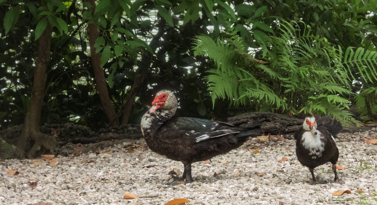 Muscovy Duck (Domestic type) - ML638591979