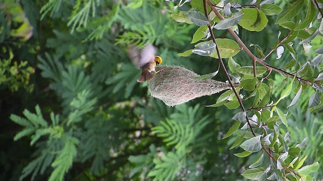 Baya Weaver - ML638591983