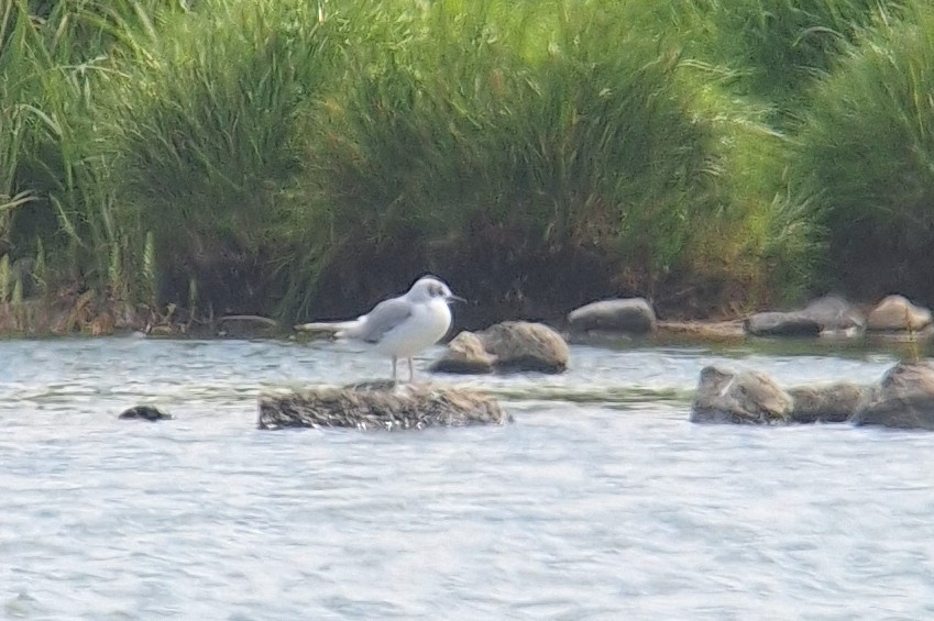 Bonaparte's Gull - ML638591991