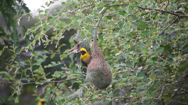 Baya Weaver - ML638591992