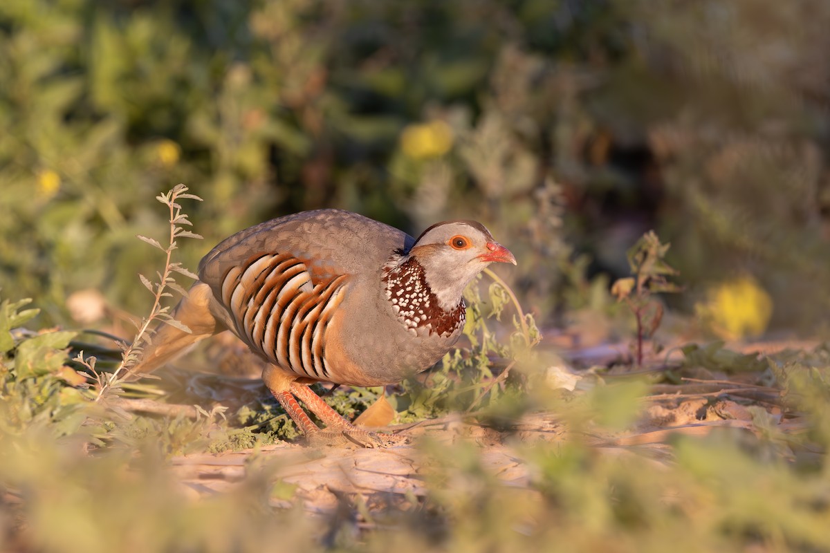 Barbary Partridge - ML638592022