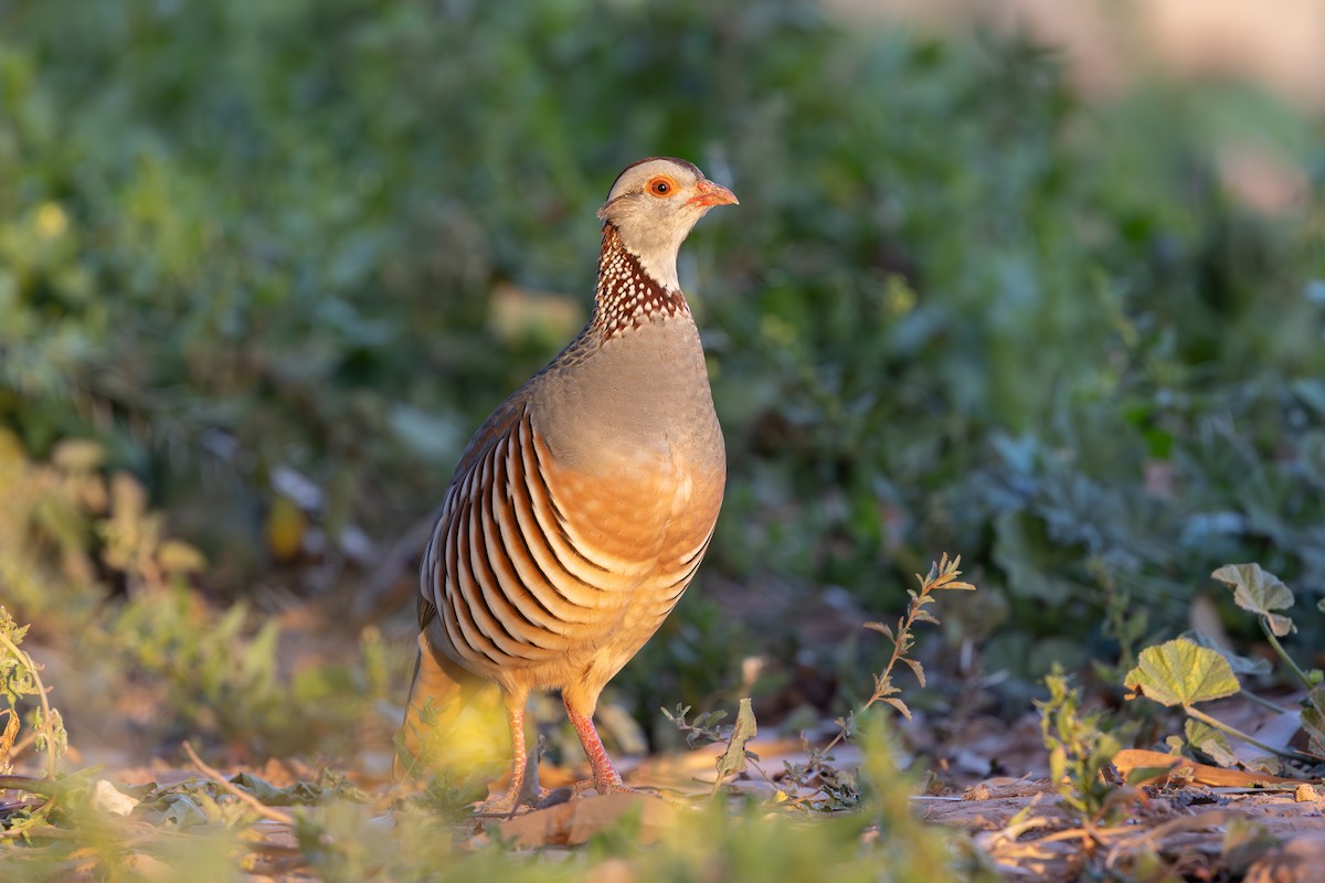 Barbary Partridge - ML638592023