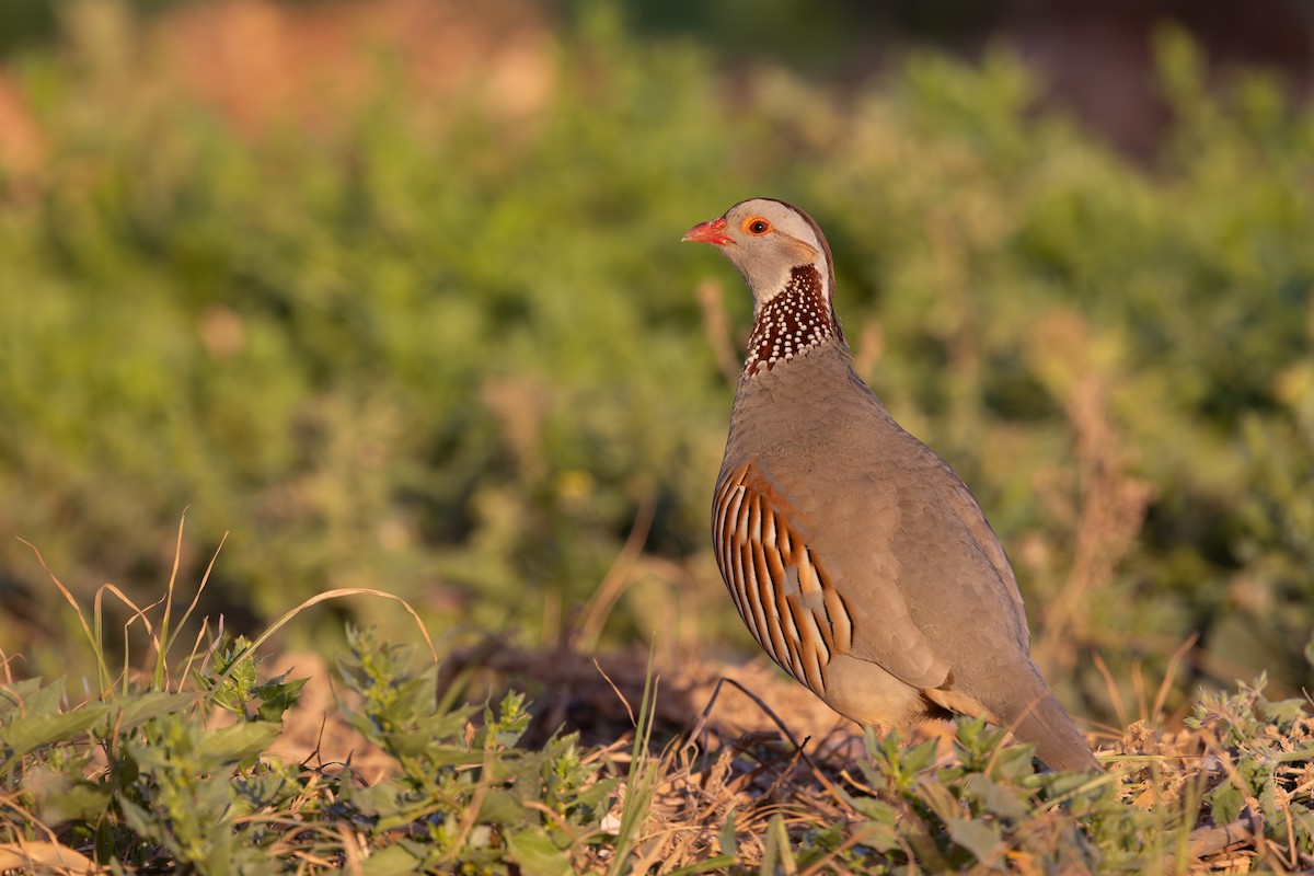 Barbary Partridge - ML638592024
