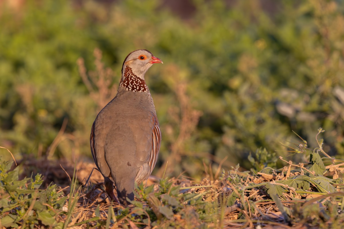 Barbary Partridge - ML638592026
