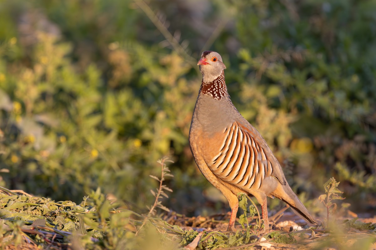 Barbary Partridge - ML638592027