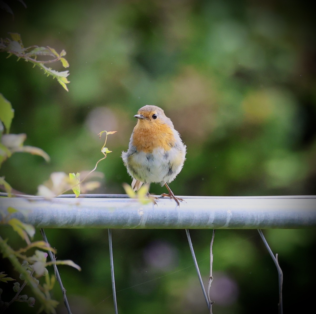 Rotkehlchen - ML638592044