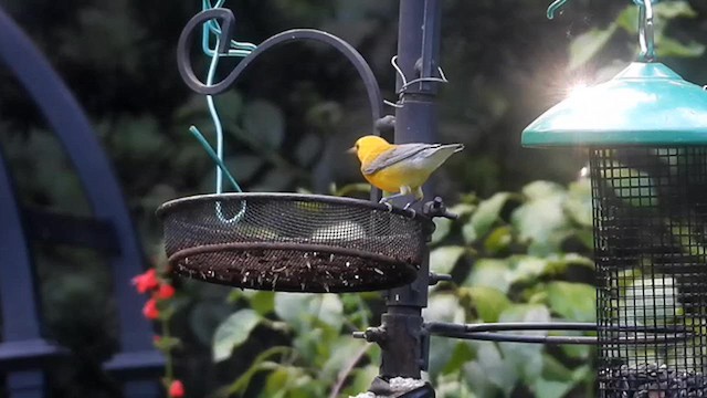 オウゴンアメリカムシクイ - ML638592058