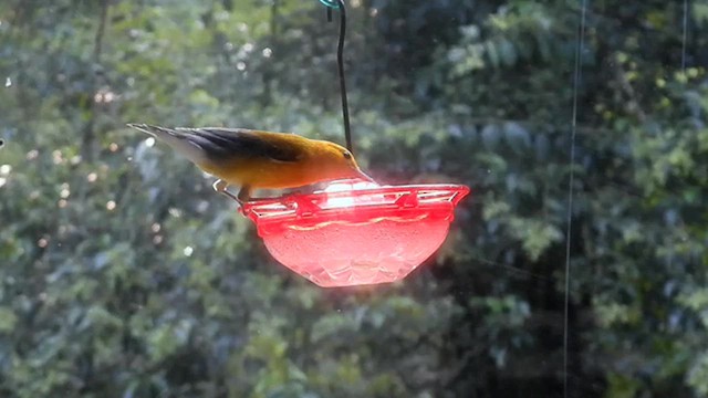 オウゴンアメリカムシクイ - ML638592059