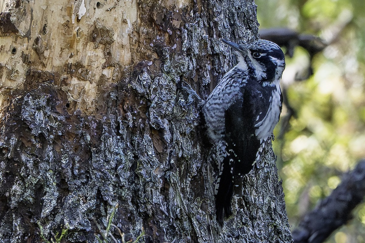 Eurasian Three-toed Woodpecker (Eurasian) - ML638592143