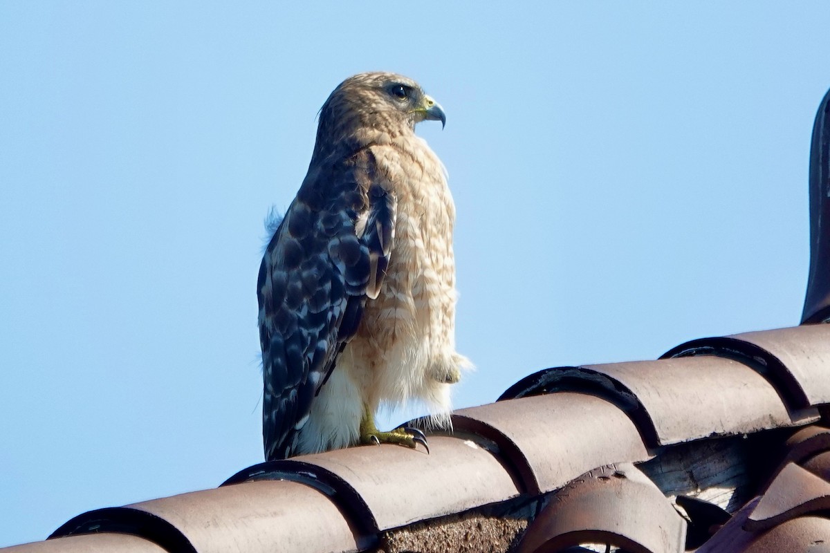 カタアカノスリ - ML638592146