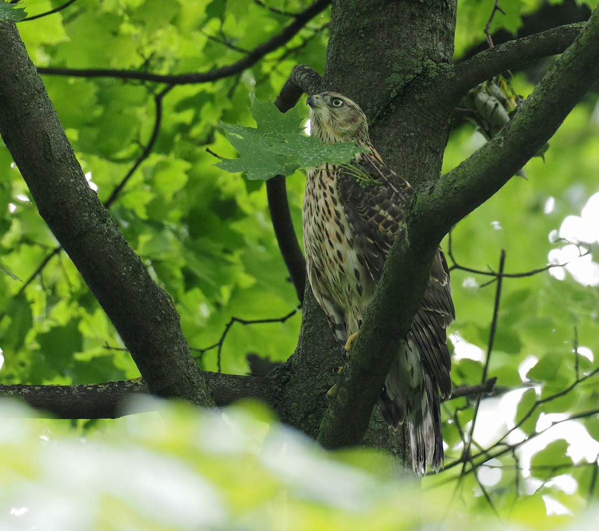 Eurasian Goshawk - ML638592172