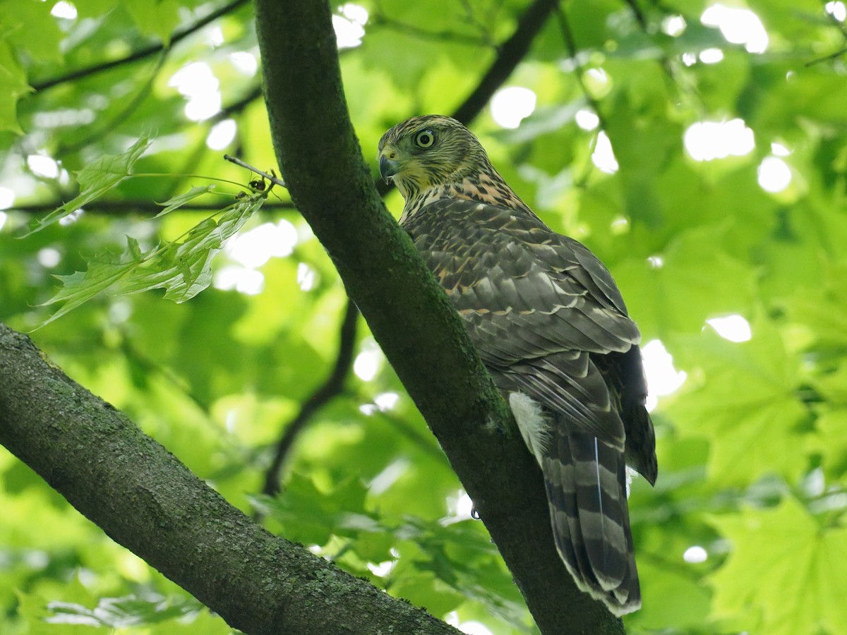 Eurasian Goshawk - ML638592173