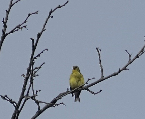 American Goldfinch - ML638592189