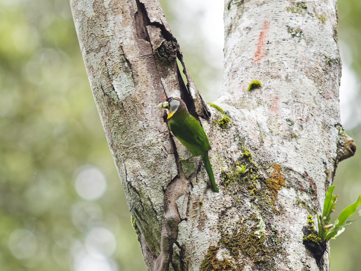 Fire-tufted Barbet - ML638592190
