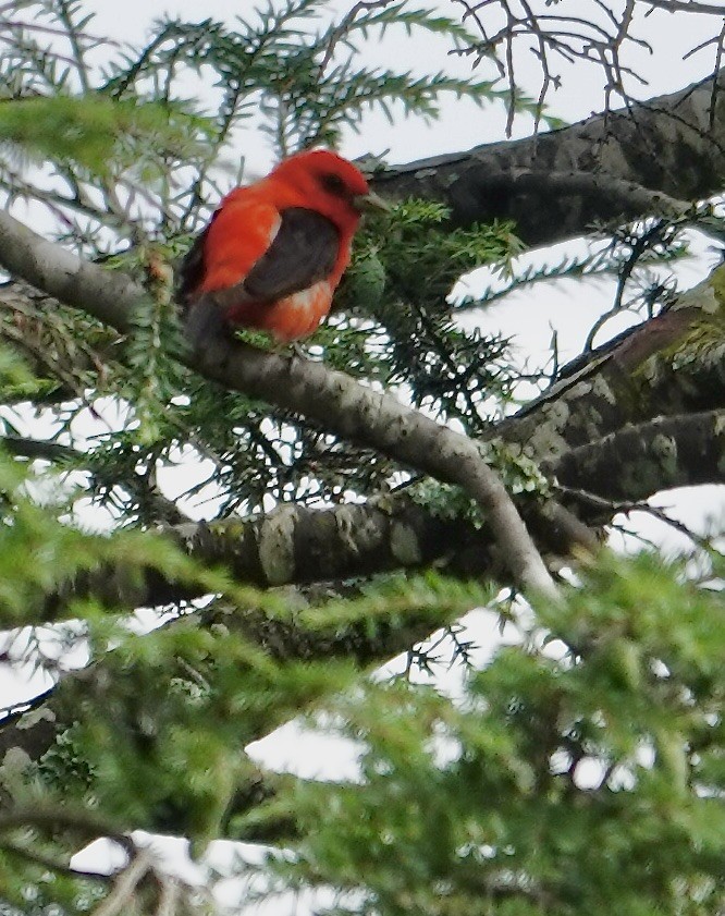 Scarlet Tanager - ML638592249