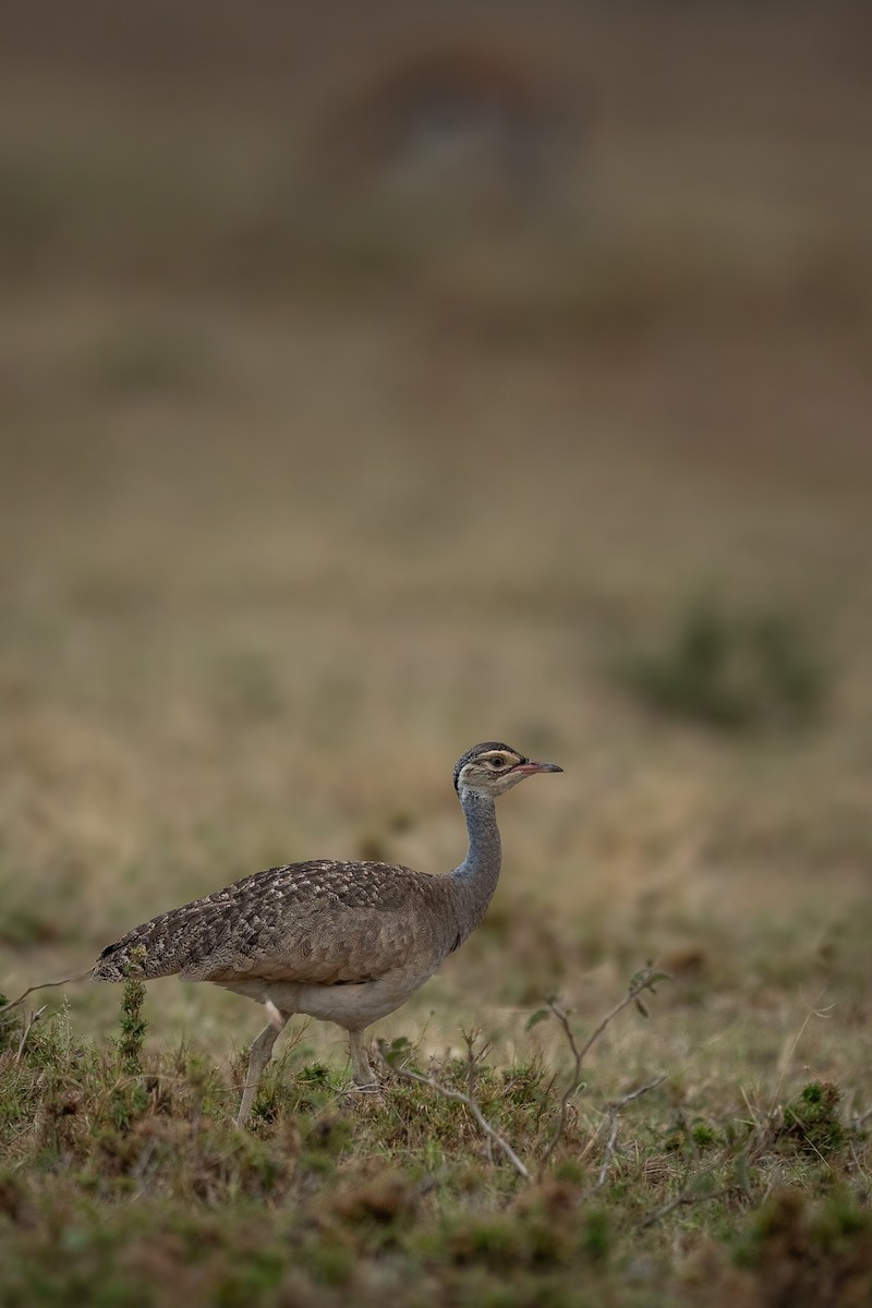 White-bellied Bustard - ML638592260
