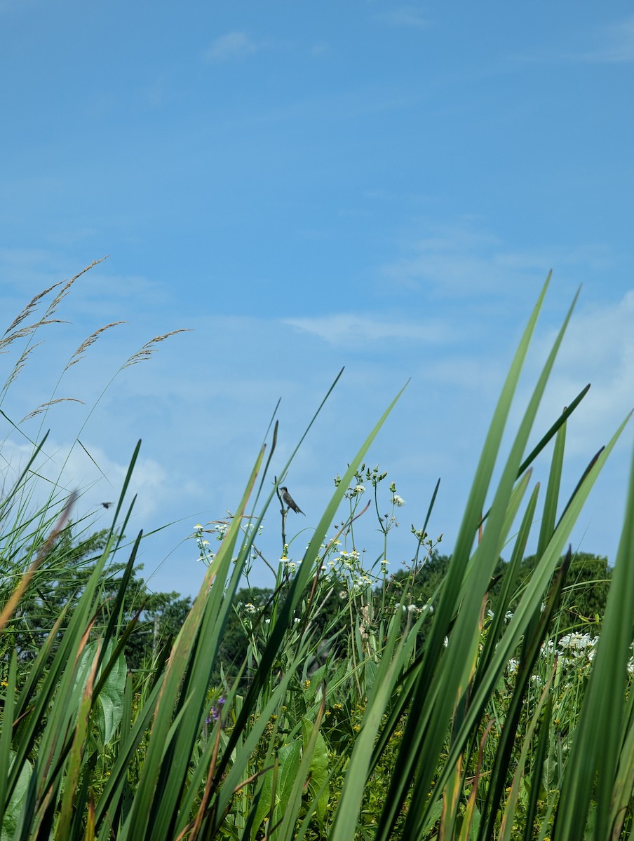 Eastern Kingbird - ML638592263