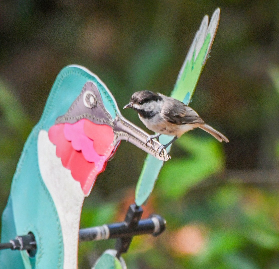 Carolina Chickadee - ML638592267