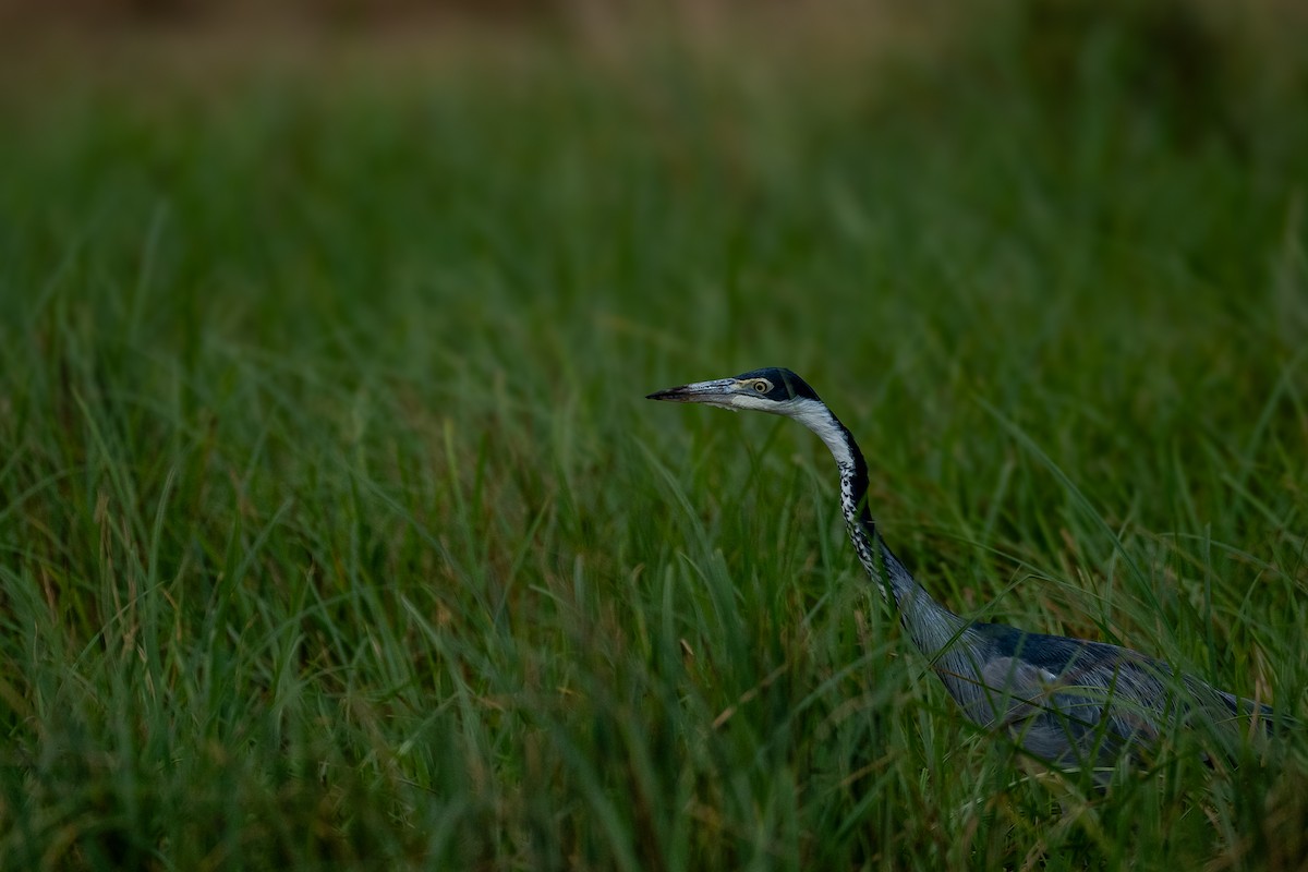 Black-headed Heron - ML638592268