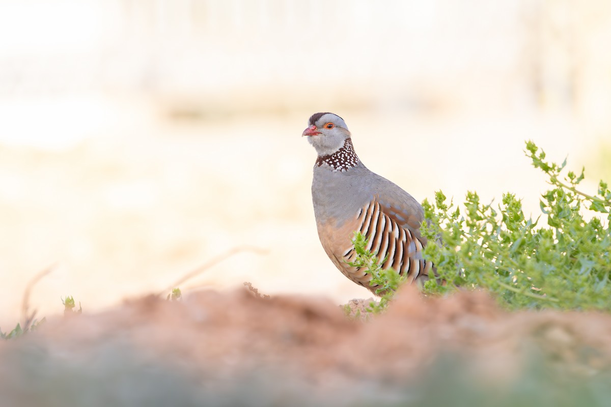 Barbary Partridge - ML638592281
